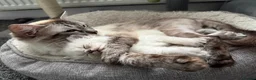 Ragdoll cats for sale: Female ragdoll kitten in Oxford - Advert 10