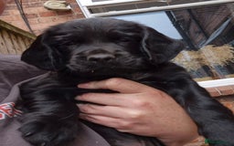 Sprocker dogs for sale: Sprocker F1  - Image 11
