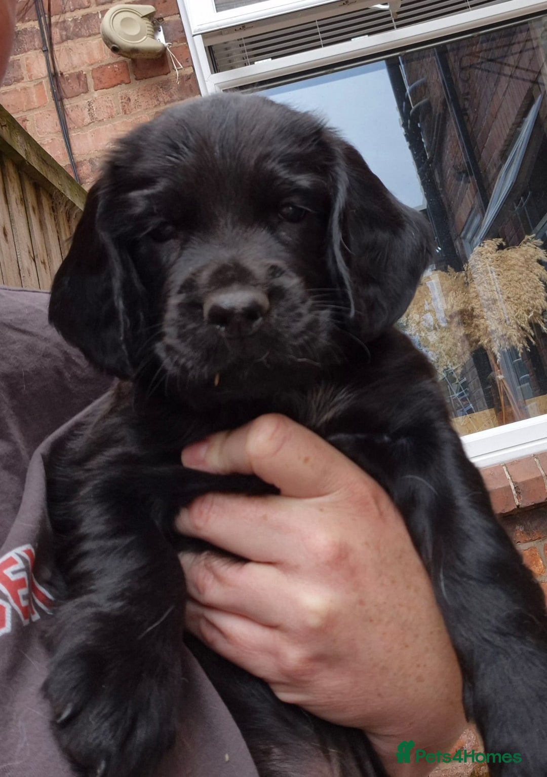 Sprocker dogs for sale: Sprocker F1  - Image 11