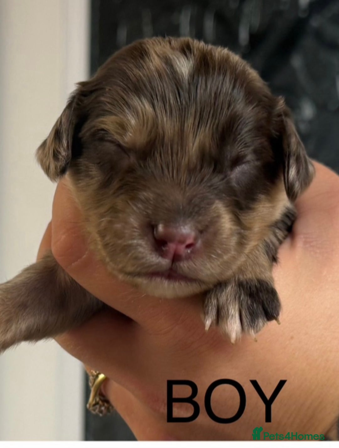 Cocker Spaniel dogs for sale: Healthy Loving Cocker Spaniels  - Image 10