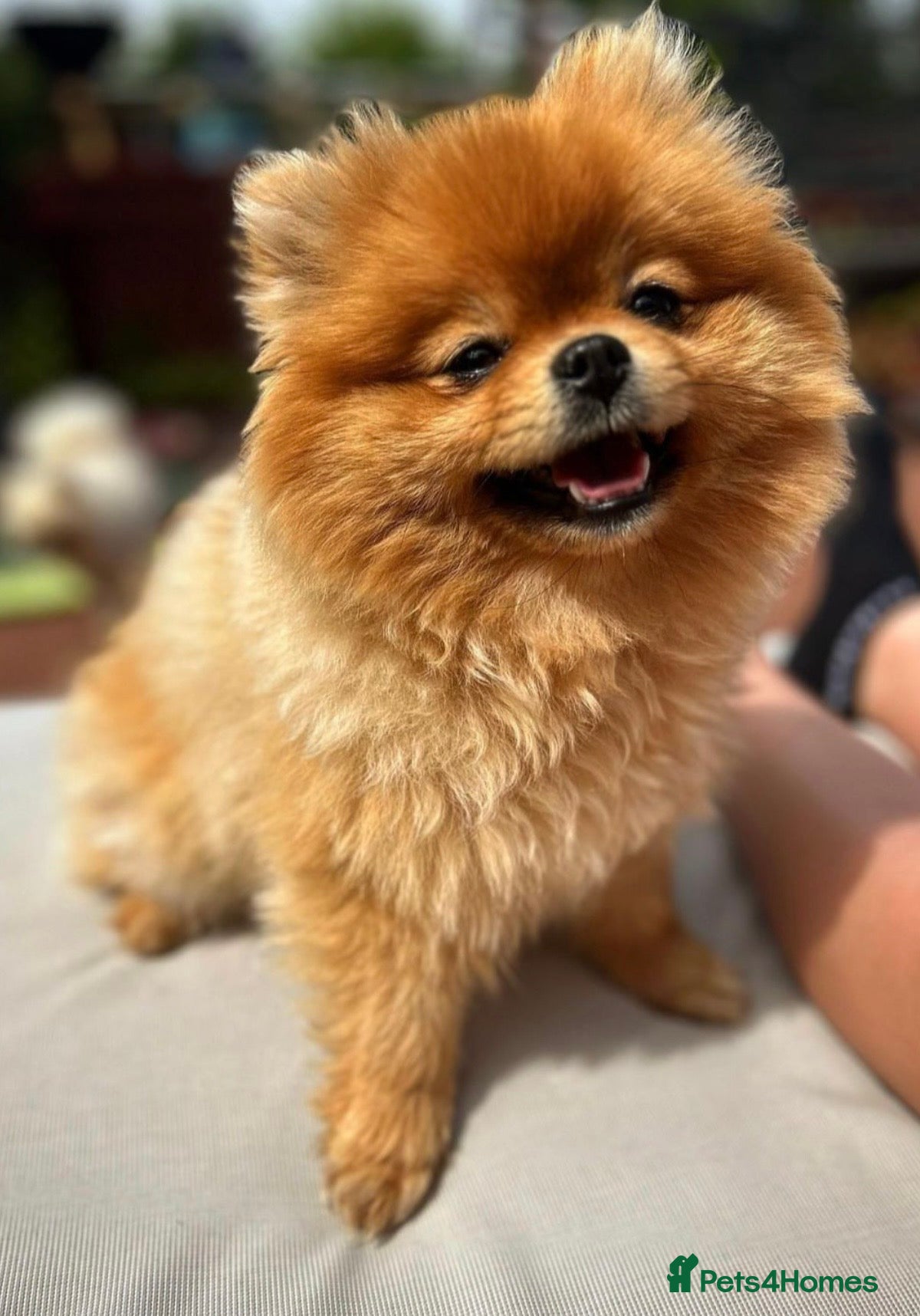 Pomeranian dogs Kc reg Beautiful Pomeranian adult female  - Advert 4