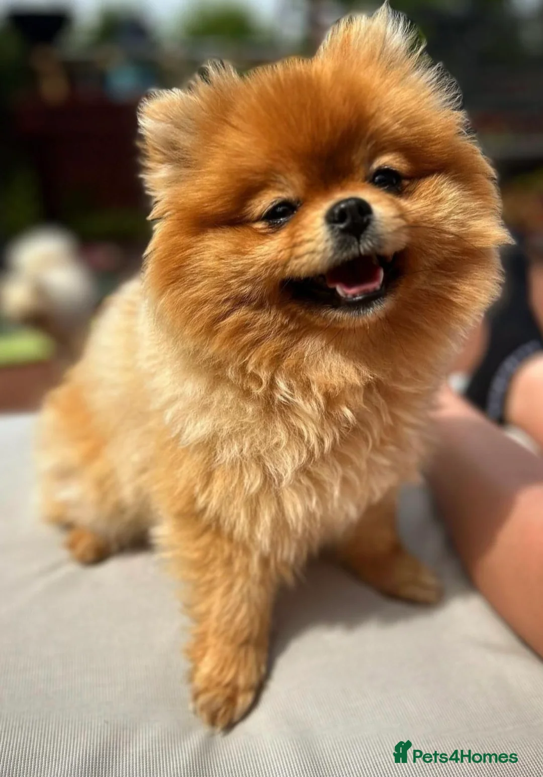 Pomeranian dogs for sale: Kc reg Beautiful Pomeranian adult female  - Advert 1