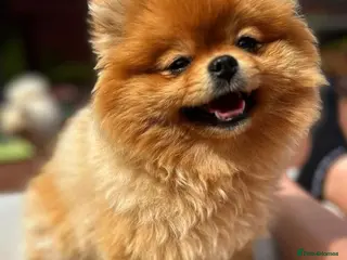 Pomeranian dogs Kc reg Beautiful Pomeranian adult female - Advert 3