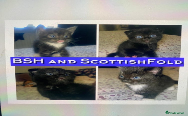 Mixed Breed cats - Advert 11