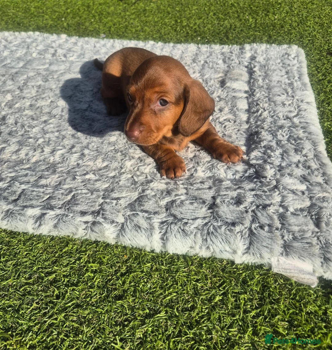 Miniature Dachshund dogs for sale: Miniature dachshund last boy red - Advert 1