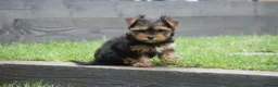 Yorkshire Terrier dogs for sale: Silver blue tan little girl left! - Advert 8