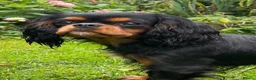 Cavalier King Charles Spaniel dogs for sale: Cavalier King Charles puppies in Northallerton - Advert 2