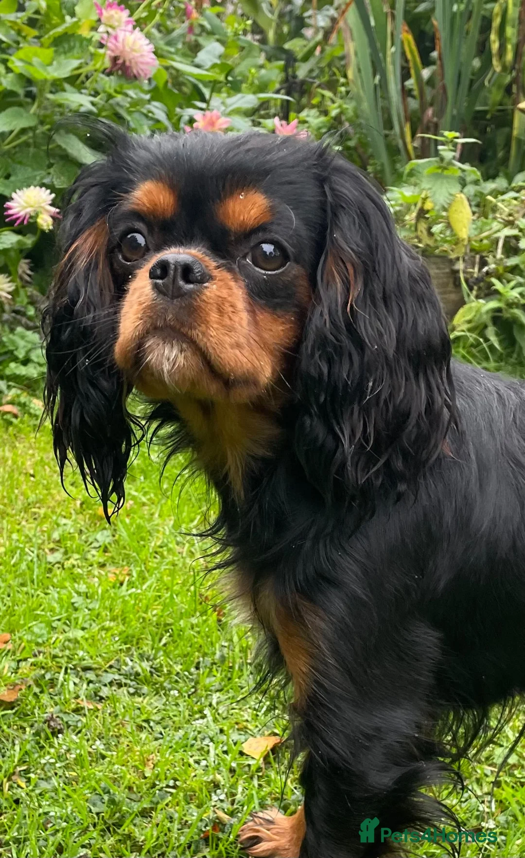Cavalier King Charles Spaniel dogs for sale: Cavalier King Charles puppies in Northallerton - Advert 2