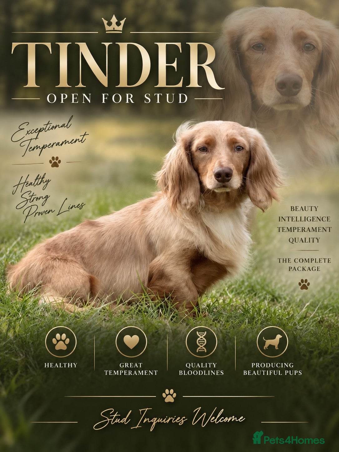 Miniature Dachshund dogs for stud: TINDER longhair chocolate dapple for stud  - Advert 14