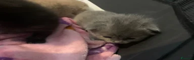 Grey calico 