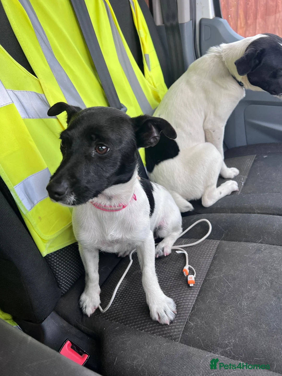 Jack Russell dogs for sale: Jack Russell puppies  in Spalding - Advert 1