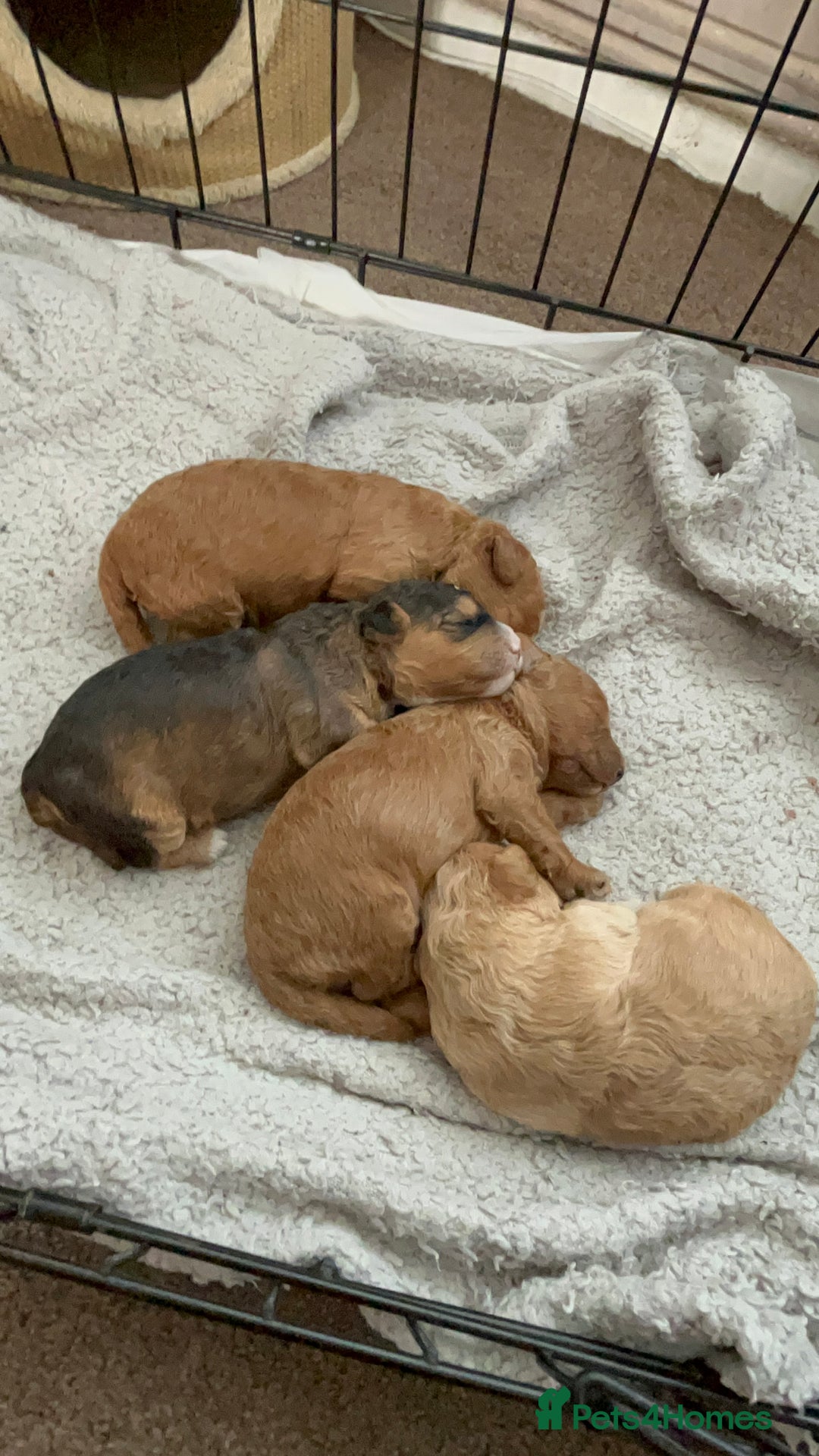 Cockapoo dogs for sale: 4 f2 cockapoos 2 males 1 female  - Image 27