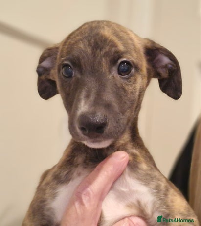 Whippet dogs - Advert 8