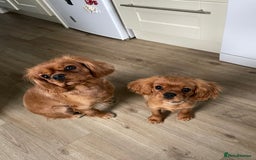 Cavalier King Charles Spaniel dogs for sale: Beautiful KC reg ruby puppies, home reared - Advert 3
