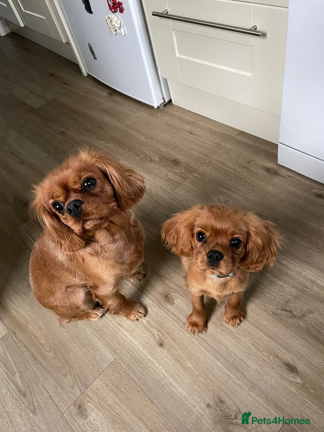 Cavalier King Charles Spaniel dogs for sale: Beautiful KC reg ruby puppies, home reared - Advert 3