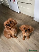 Cavalier King Charles Spaniel dogs Beautiful KC reg ruby puppies, home reared - Advert 7