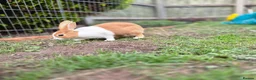 Dutch rabbits for sale: Dutch rabbit female - Advert 4