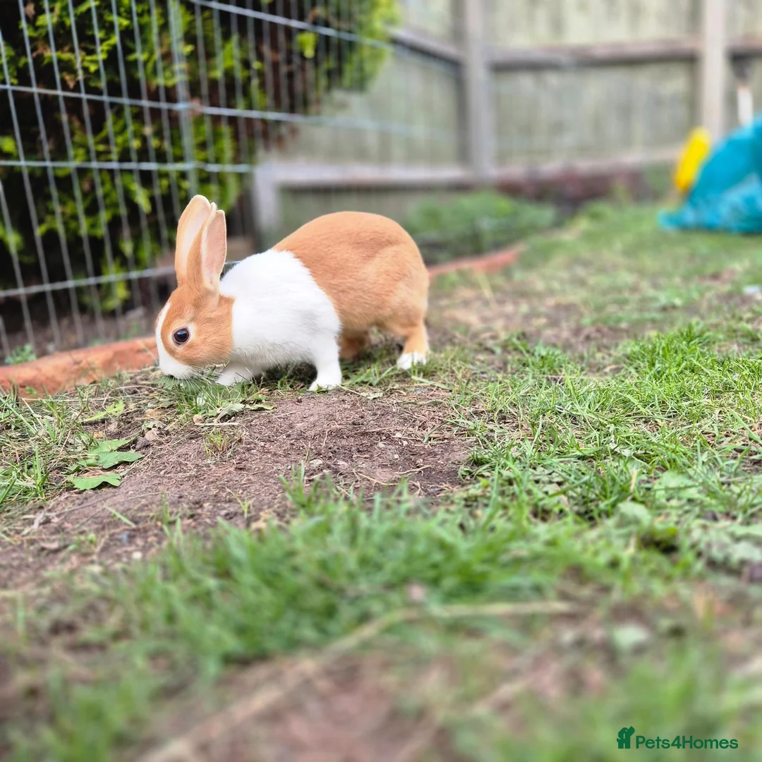 Dutch rabbits for sale: Dutch rabbit female - Advert 4