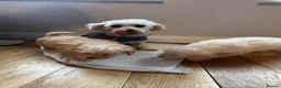 Poochon dogs for sale: Adorable Poochon puppies for sale  - Advert 11