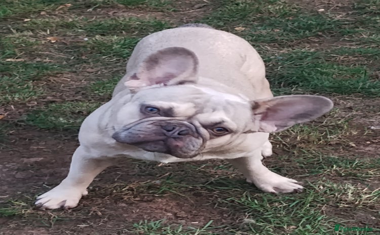 French Bulldog dogs - Advert 3