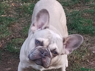 French Bulldog dogs - Advert 4