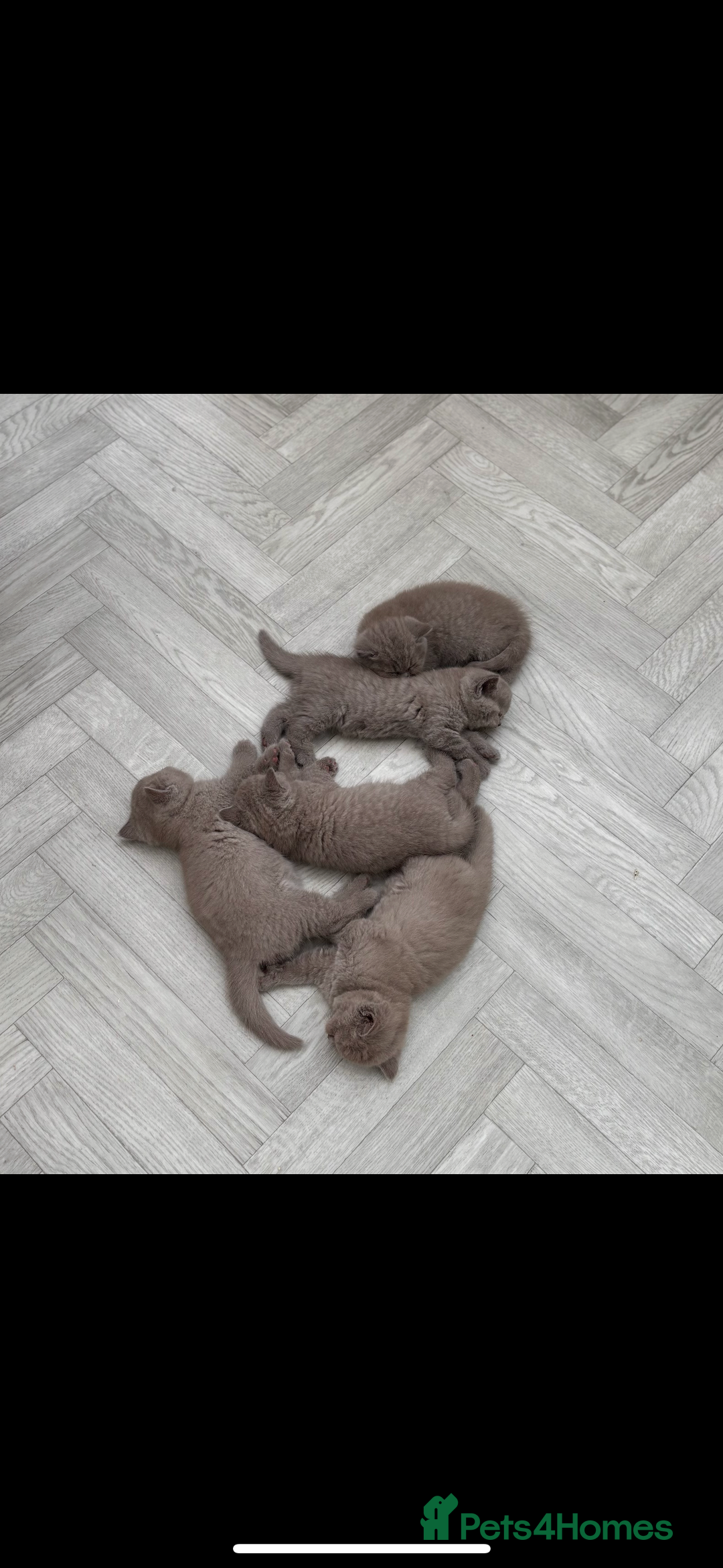 British Shorthair cats for sale: Lilic GCCF registered active champion lines  - Image 17
