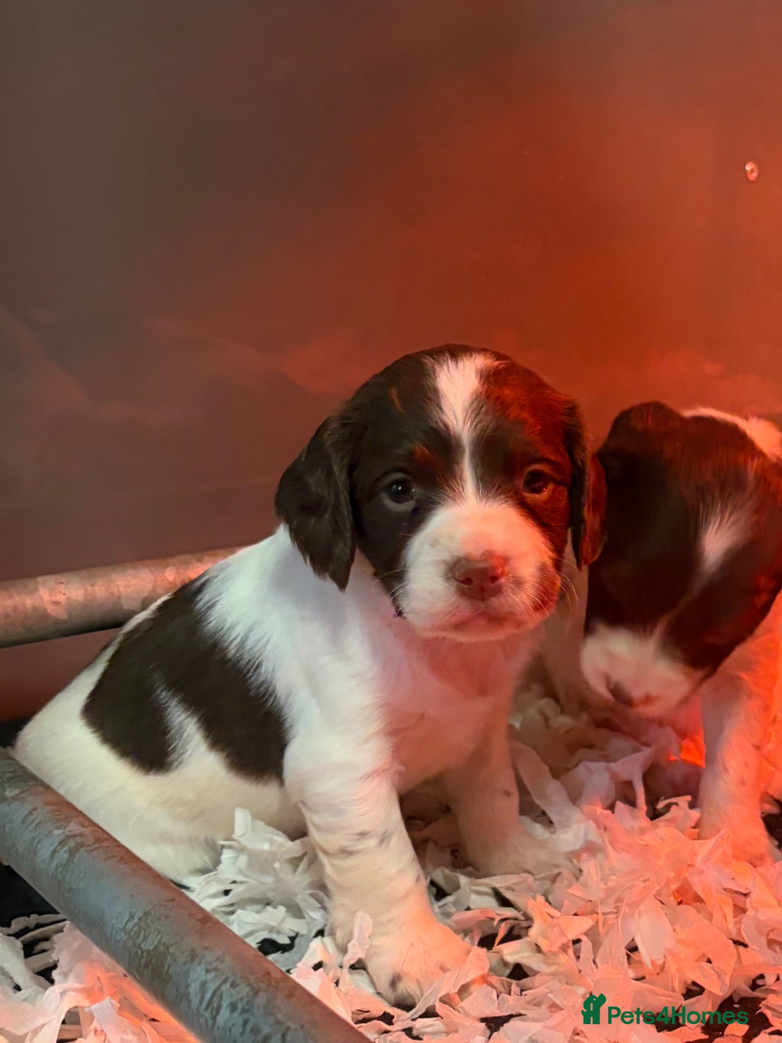English Springer Spaniel dogs KC HEALTH TESTED SPRINGER SPANIEL PUPPIES  - Advert 1