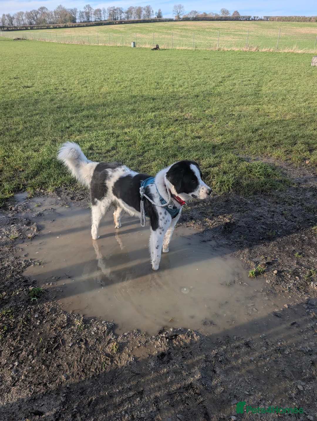 Mixed Breed dogs for adoption: Mecho, 1.5-2 yrs old. I adopted . - Advert 4