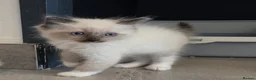 Ragdoll cats for sale: ragdoll kittens 😸  - Advert 7