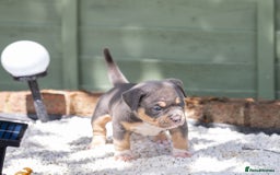 American Bully dogs for sale: American Bully Pocket  - Image 15