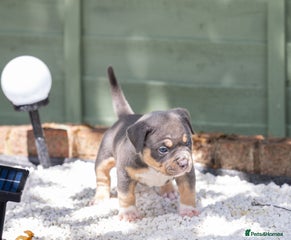 American Bully Puppy 5