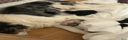 Border Collie dogs for sale: Unique coloured loving border collie puppy - Advert 2