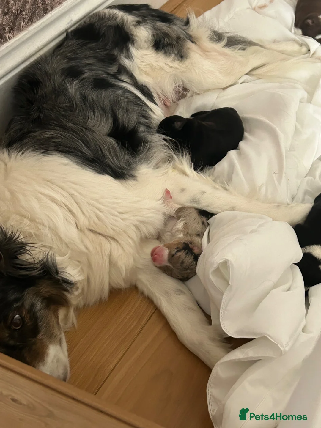Border Collie dogs for sale: Unique coloured loving border collie puppy - Advert 2