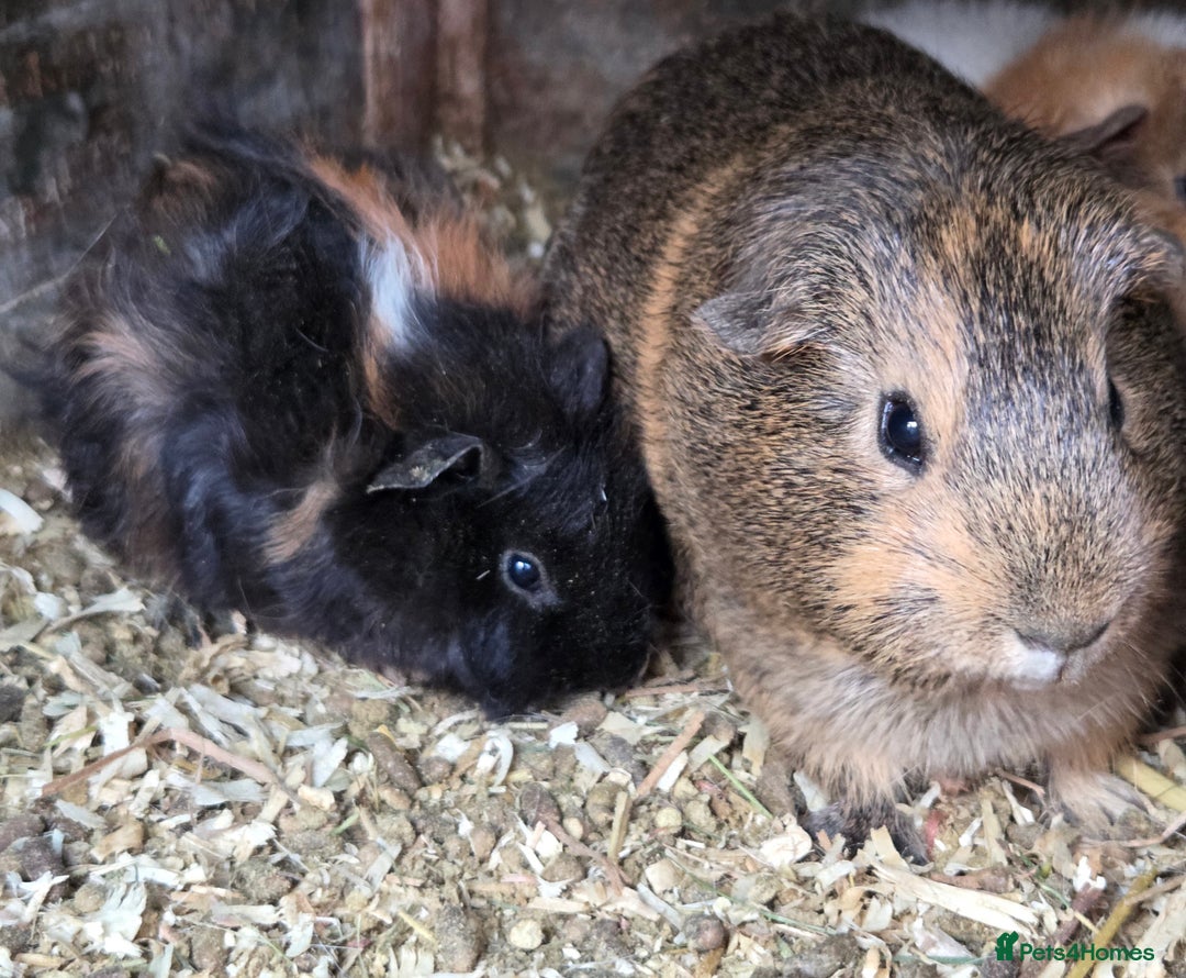 Guinea Pig rodents for sale: Variety of young guinea pigs - Advert 9