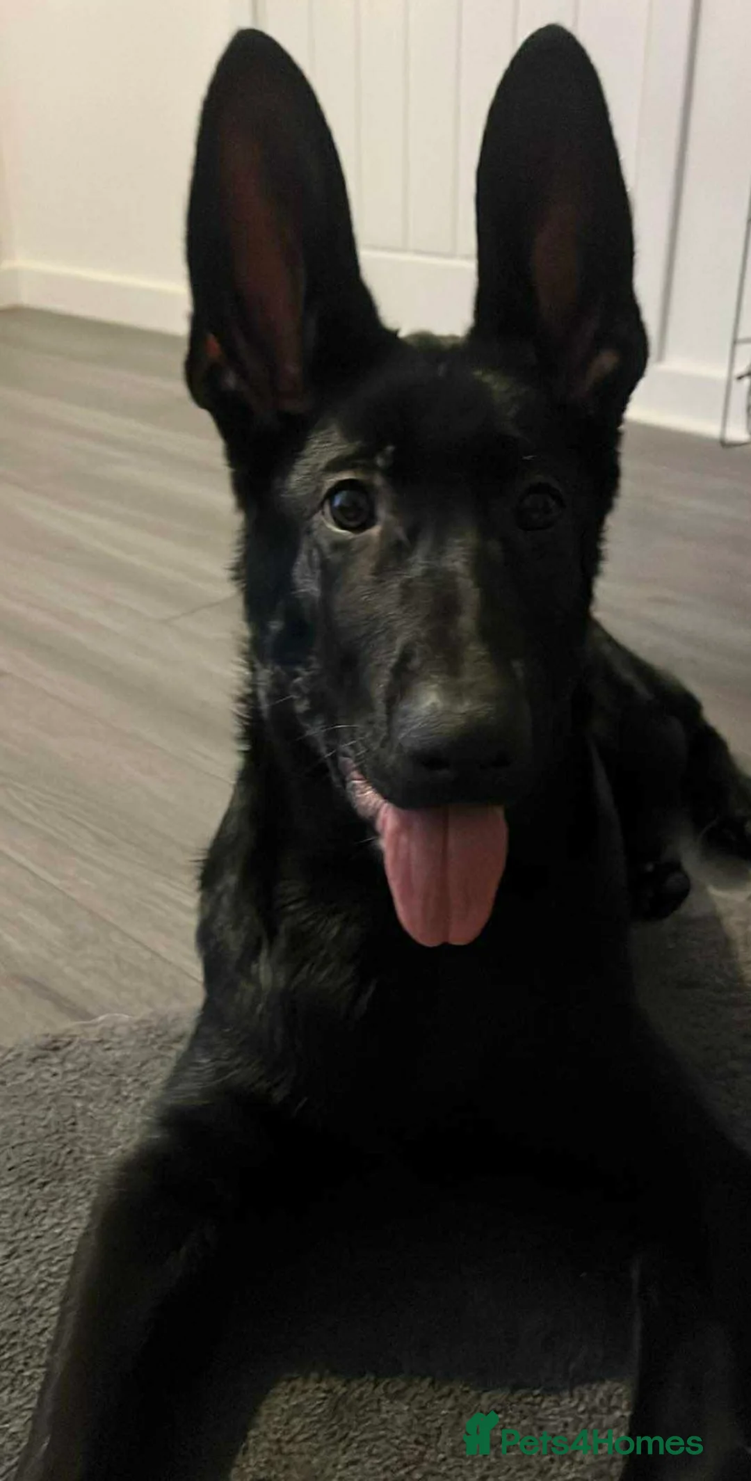 German Shepherd dogs for sale: Working Line German Shepherd  - Advert 3