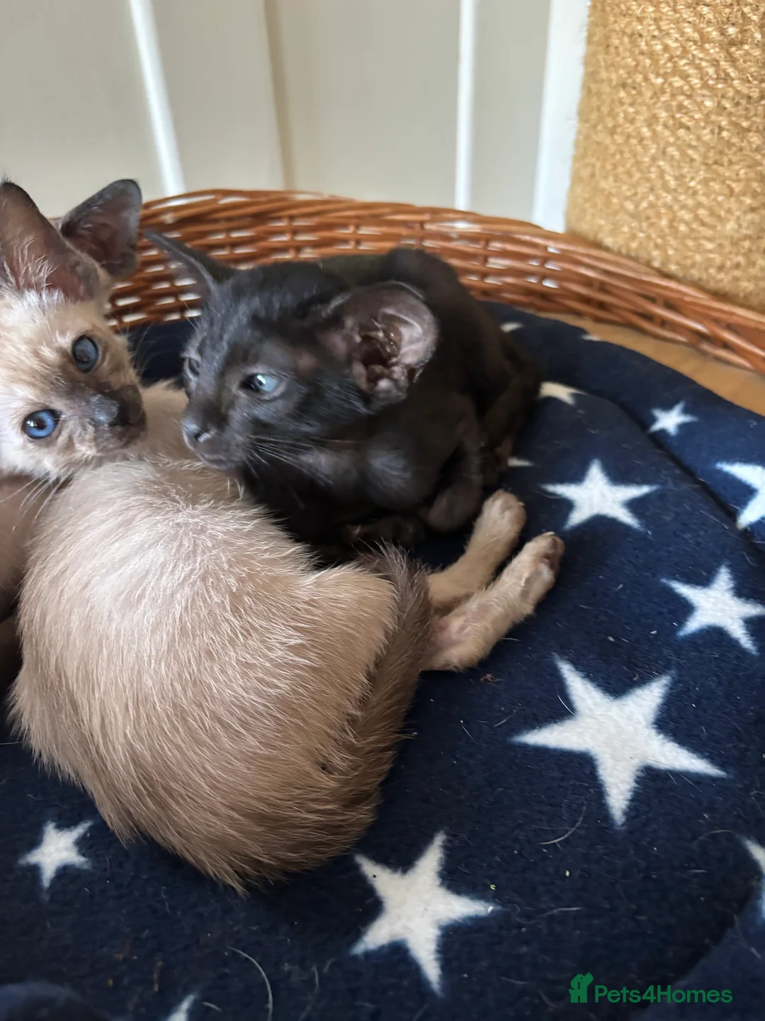 Siamese cats for sale: SIAMESE and ORIENTAL KITTENS - Advert 21