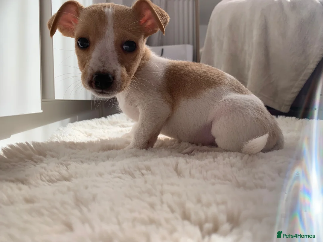 Jack Russell dogs for sale: Beautiful Pure Jack Russell Puppies Dogs  in Isleworth - Advert 1