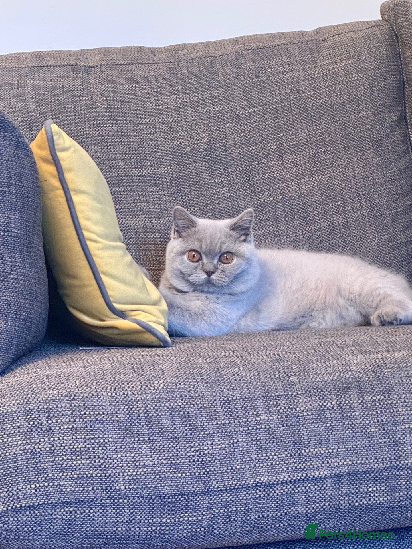 British Shorthair cats Pedigree British shorthair  - Advert 2