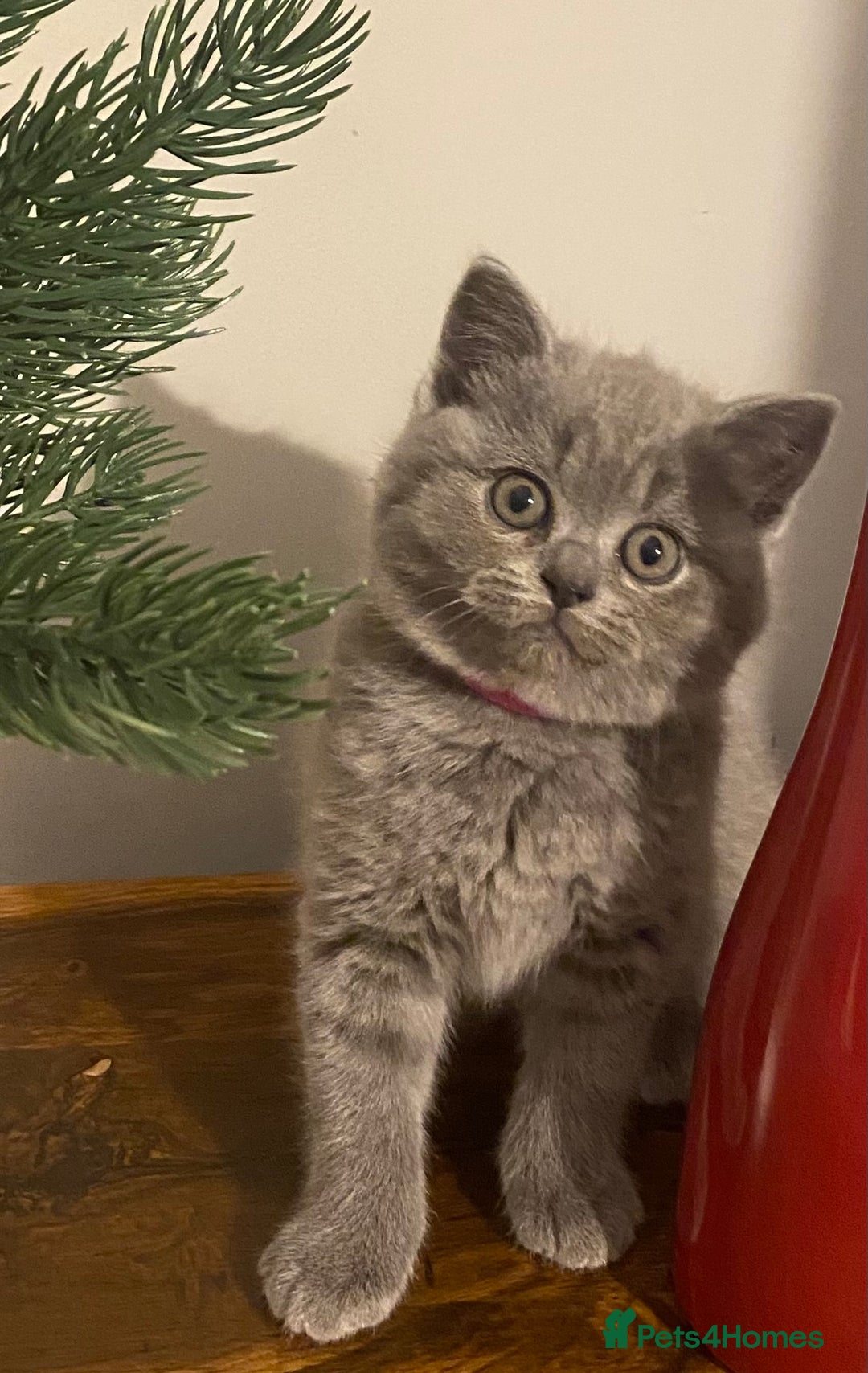 British Shorthair cats for sale: Stunning British short hair GCCF/TICA - Advert 1