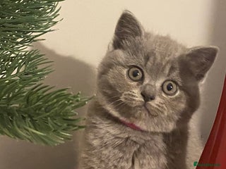 British Shorthair cats Stunning British short hair GCCF/TICA - Advert 7
