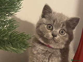 British Shorthair cats Stunning British short hair GCCF/TICA - Advert 17