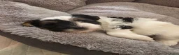 Biewer Terrier dogs for sale: READY TO GO Girl  Beautiful Biewer Terriers - Advert 9