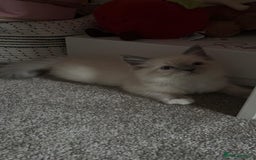Ragdoll cats for sale: Pure Blue Point Ragdoll  ⭐ - Image 4