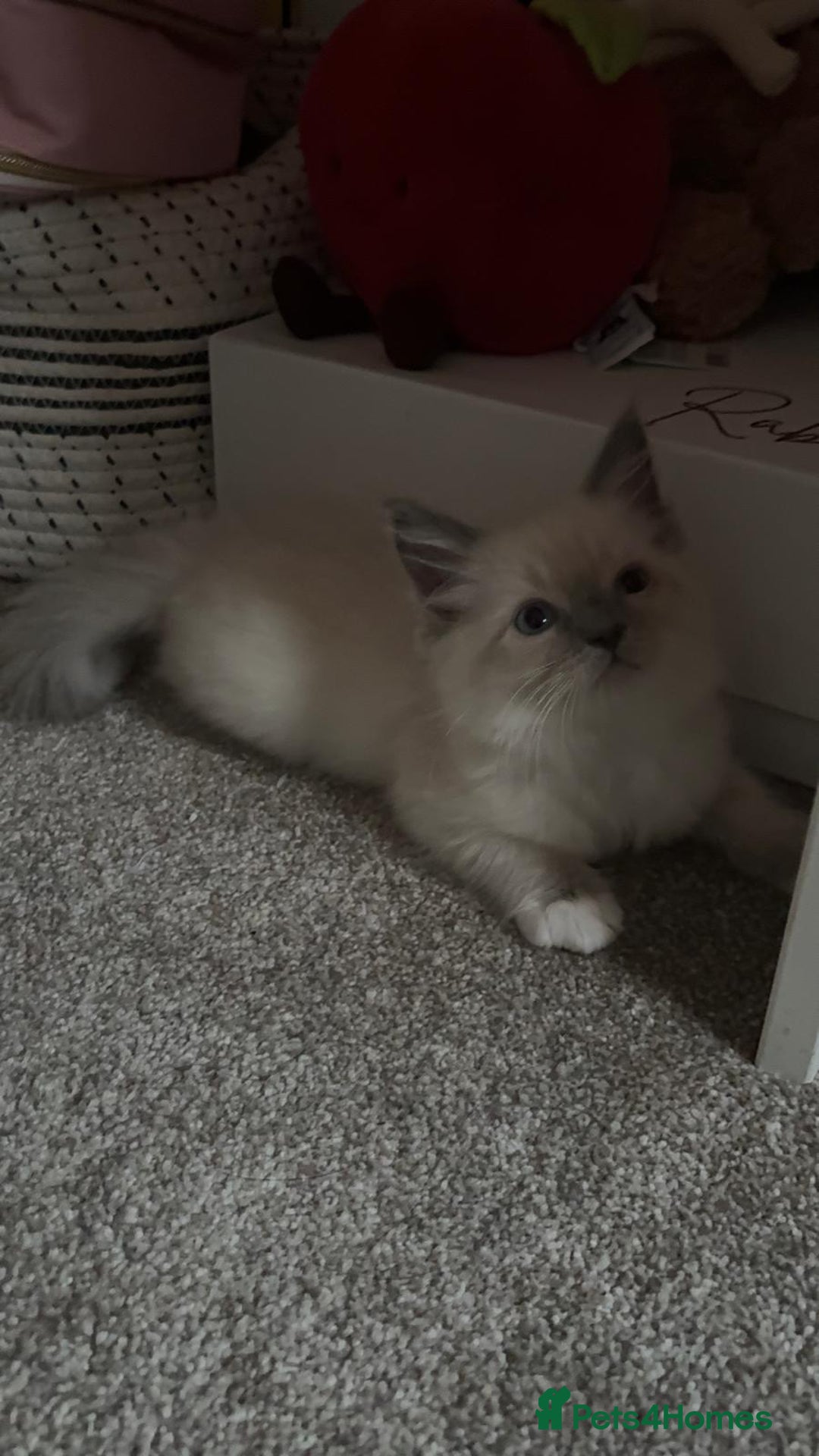 Ragdoll cats for sale: Pure Blue Point Ragdoll  ⭐ - Image 4