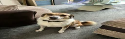 Mixed Breed dogs for sale: A loving boy looking for a home in Kingsbridge - Advert 2