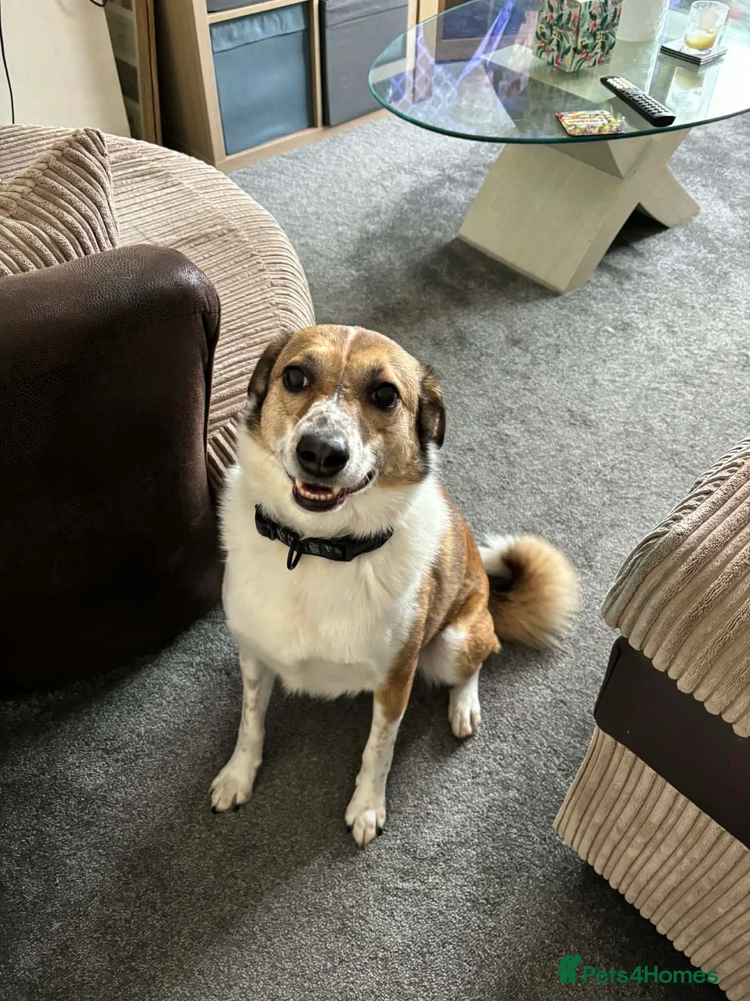 Mixed Breed dogs for sale: A loving boy looking for a home in Kingsbridge - Advert 2