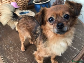 Mixed Breed dogs Tiny Minxy - Advert 14