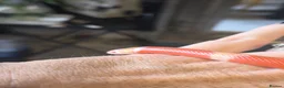Milk Snake reptiles for sale: Milk snake with enclosure  - Advert 4