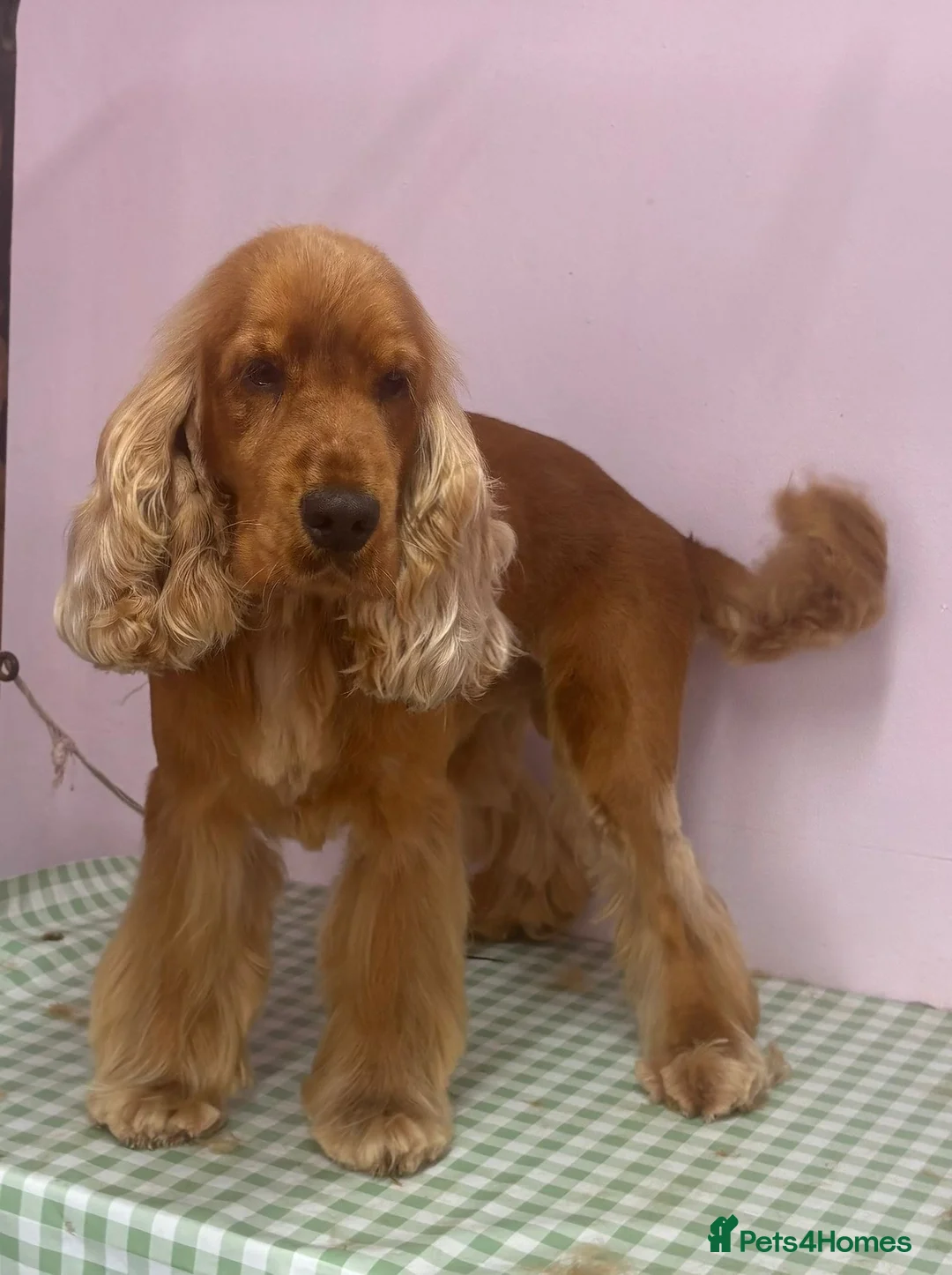 Cocker Spaniel dogs for sale: Gorgeous golden Show Cocker spaniel Litter  - Advert 16