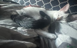 Mixed Breed cats for sale: Milo & willow  - Image 7